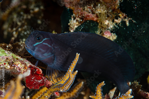 black coralblenny fish on coral photo