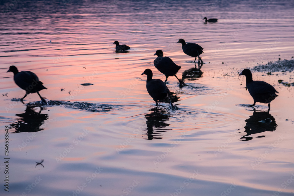 custom made wallpaper toronto digitalrunning ducks on little island beautiful sunset over lake sempach lucerne
