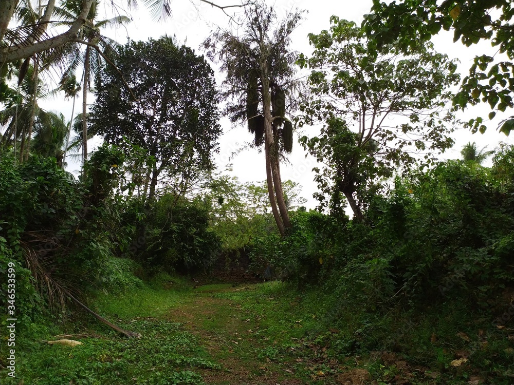 Naklejka premium path in the forest