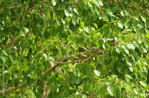 Group of Wild Zebra Doves Sleeping and Preening on a Big Tree