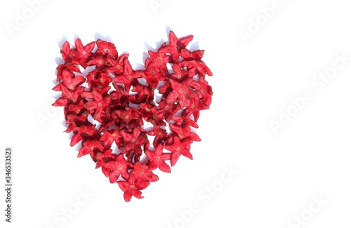 Heart Shape Created with Harlequin Glory Bower Flowers or Clerodendrum Trichotomum Isolated on White Background with Copy Space