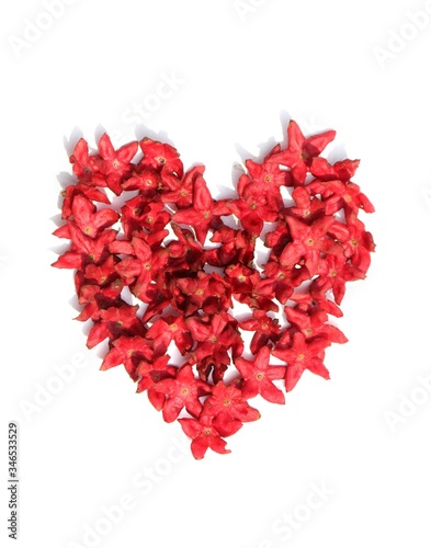 Heart Shape Created with Harlequin Glory Bower Flowers or Clerodendrum Trichotomum Isolated on White Background