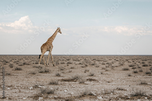 Wildlife - Giraffe walking on the savanna in the evening light. Safari in Etosha National Park, Namibia, Africa