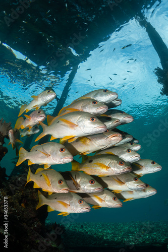 school of onespot snapper fish under a pier photo
