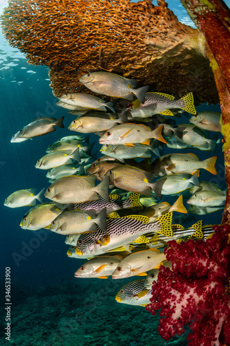 diagonal-banded sweetlips with vermiculate rabbitfish and onespot snapper photo