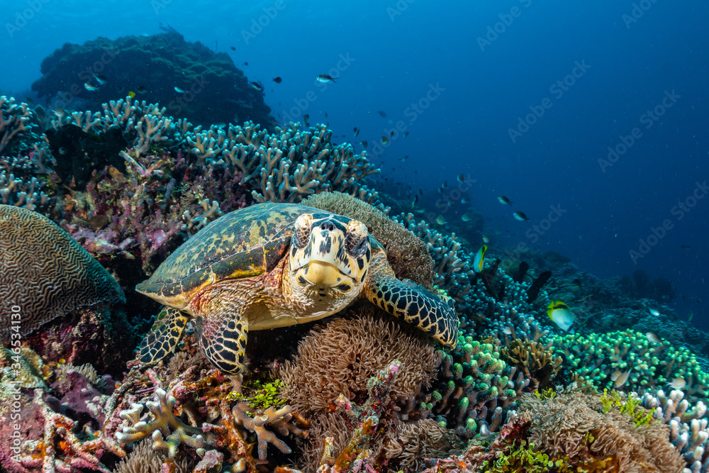 hawksbill sea turtle on a reef
