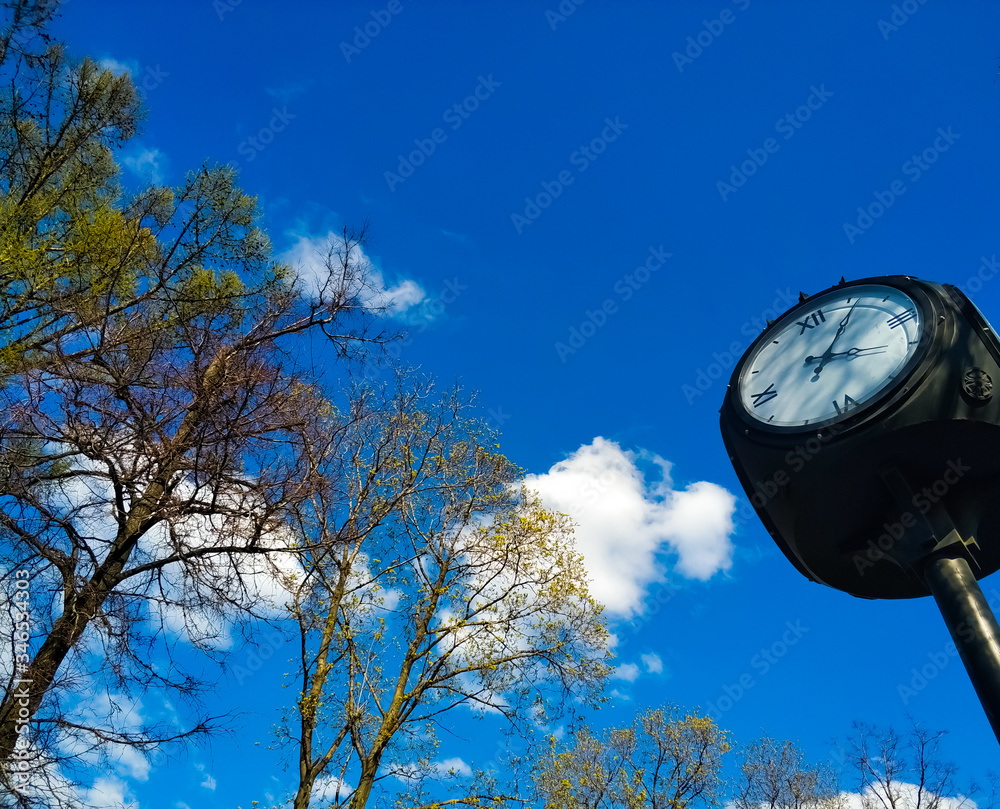 Tree branches with young leaves, watch in front of a blue sky with white clouds. Tree branches with young leaves, watch in front of a blue sky with white clouds.