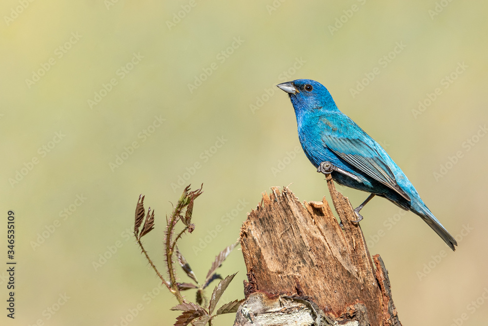 Indigo Bunting male perched on snapped tree trunk Indigo Bunting male perched on snapped tree trunk