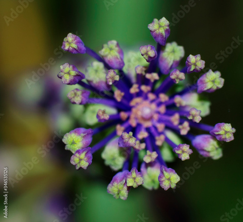 close up of purple tassel hyacinth flower