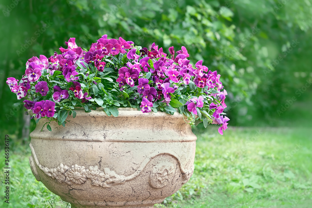 viola flowers in spring or summer garden. Blooming bright purple viola flowers growing in stone vase. 