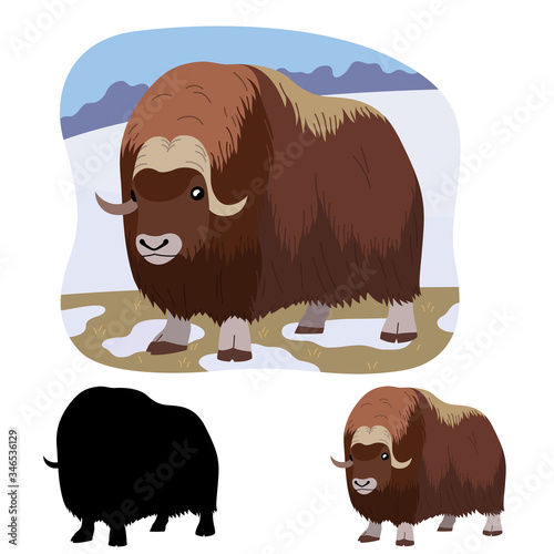 North American animal musk ox stands on a background of thawed snow