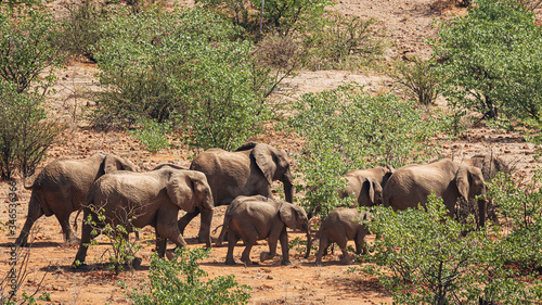 Herd of desert welling Elephants. Damaraland, Namibia.