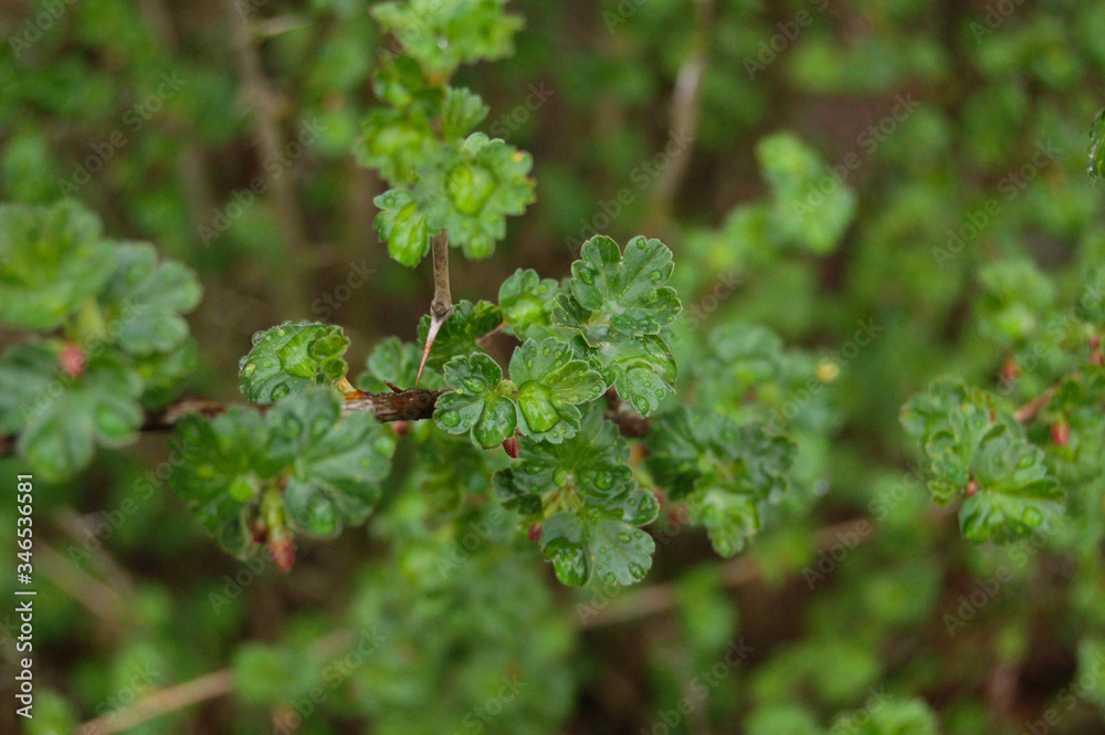 currant currant