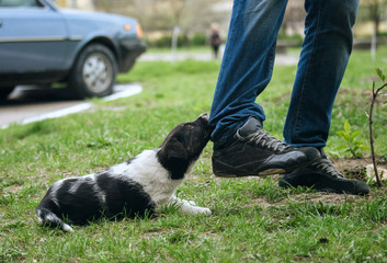 A small dog puppy bites a man in his pants and plays with him on a green lawn. Fun photo, concept.