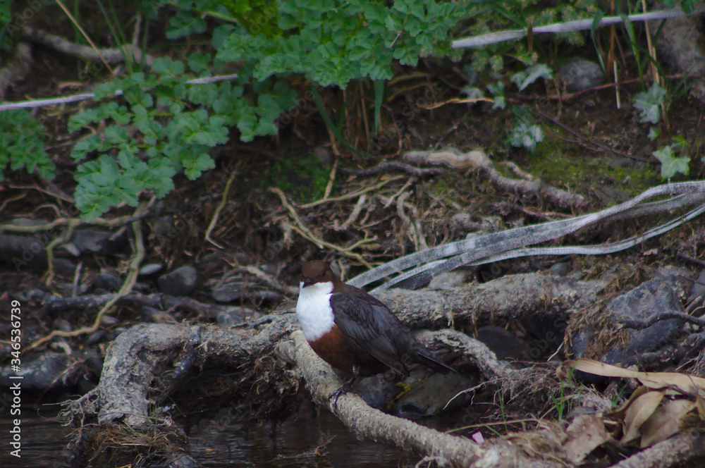 Obraz premium dipper on roots at edge of river