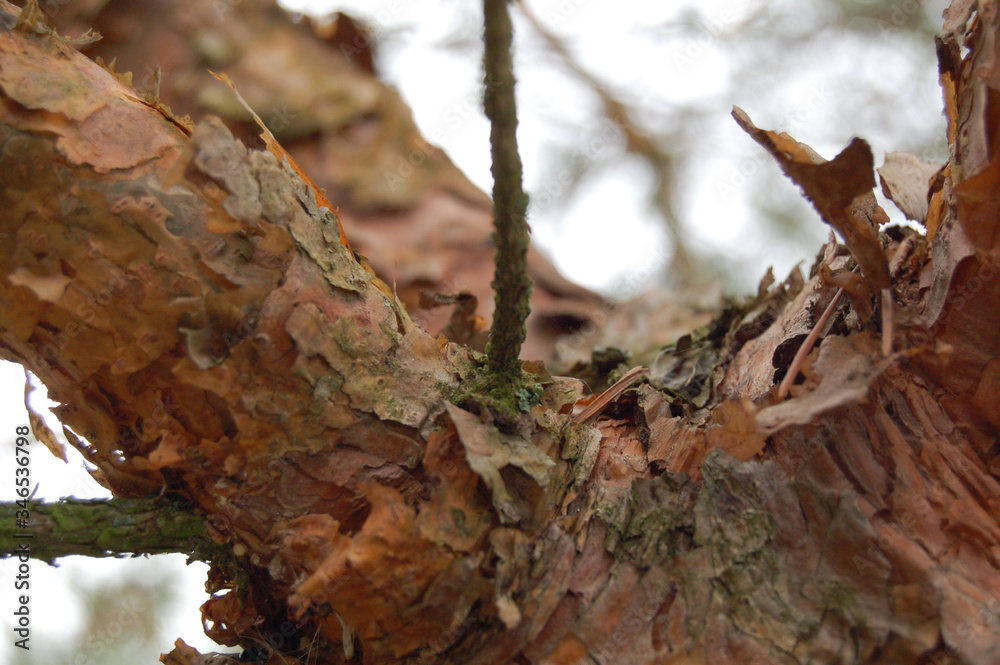 trunk of a tree trunk of a tree