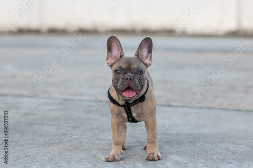 A cute fawn colored French Bulldog. Adorable french bulldog puppy. Walking around the street. Gray white background.vintage style. copy space. © Nanthicha Khamphumee