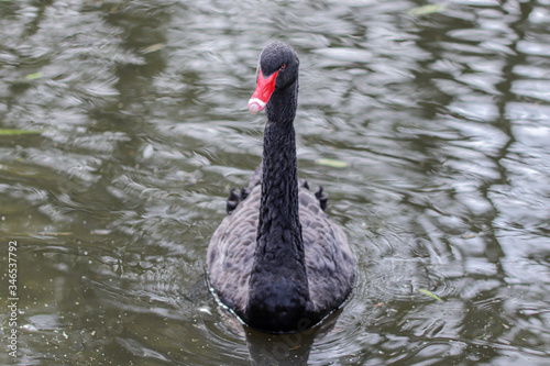 Black Swan in a Pond