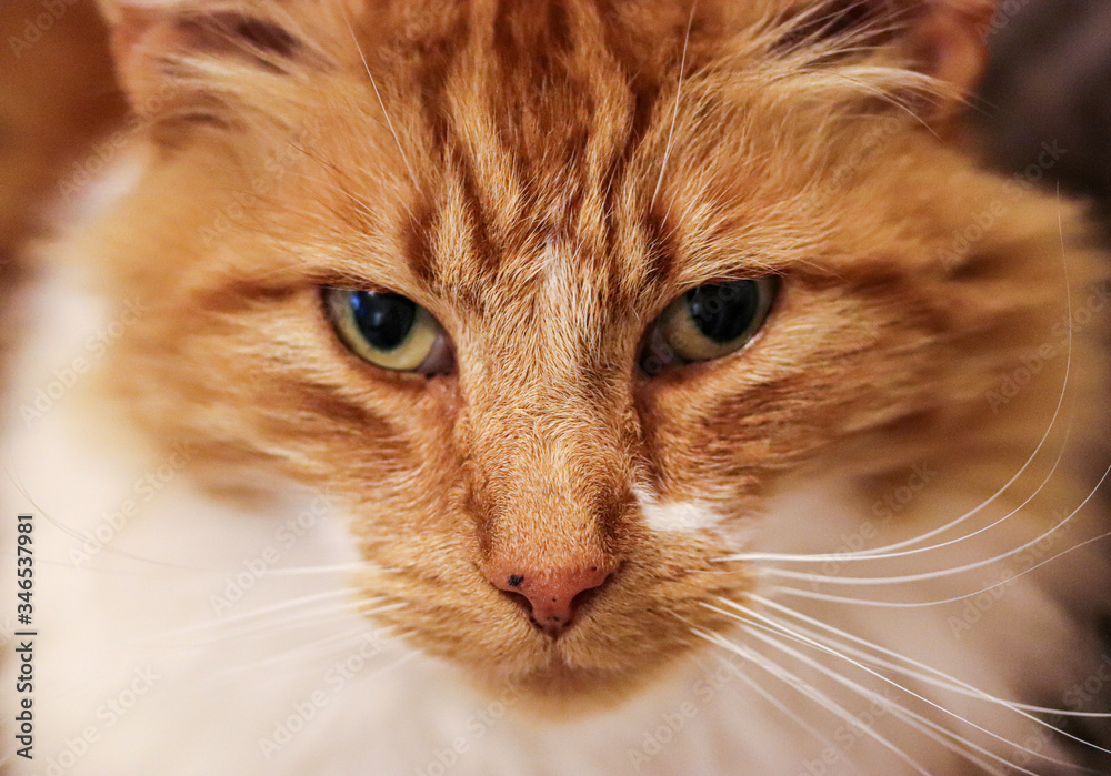 Ginger Maine Coon Cat
