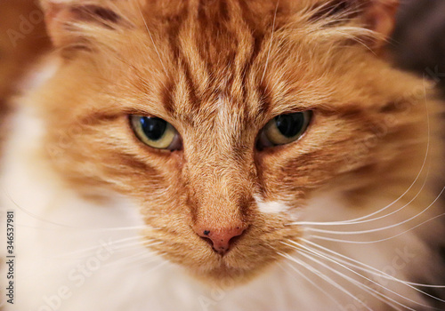 Ginger Maine Coon Cat © Samantha