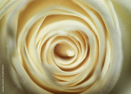 Close up of a Rose