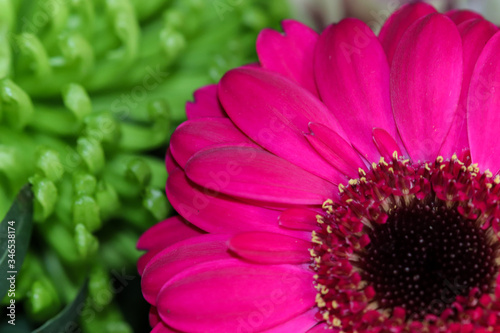 Deep Pink Gerbera