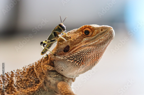 Bearded Dragon