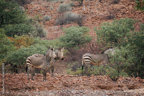 Wild Zebra in the kunene region  Nambia