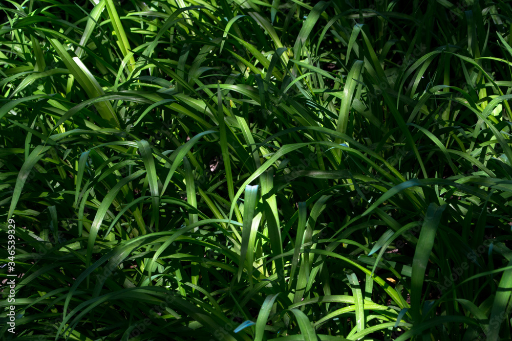 Green background with plants and bushes in the garden. Green background with plants and bushes in the garden.