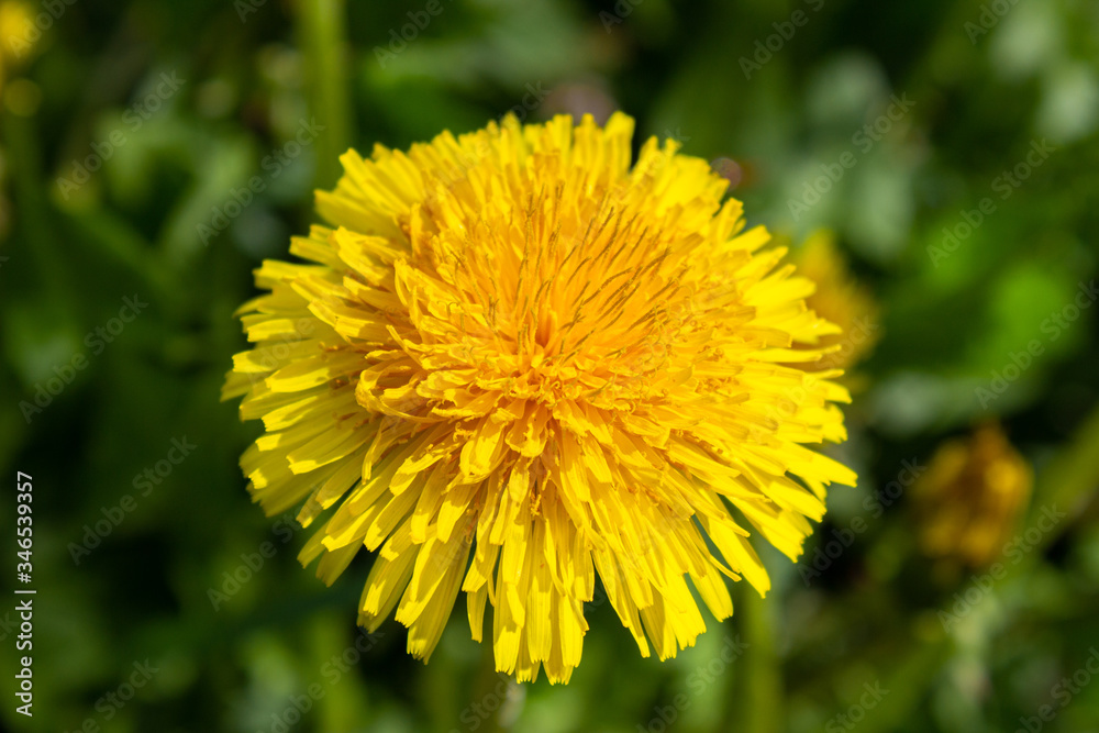 White dandelions close-up on a green background. White dandelions close-up on a green background.