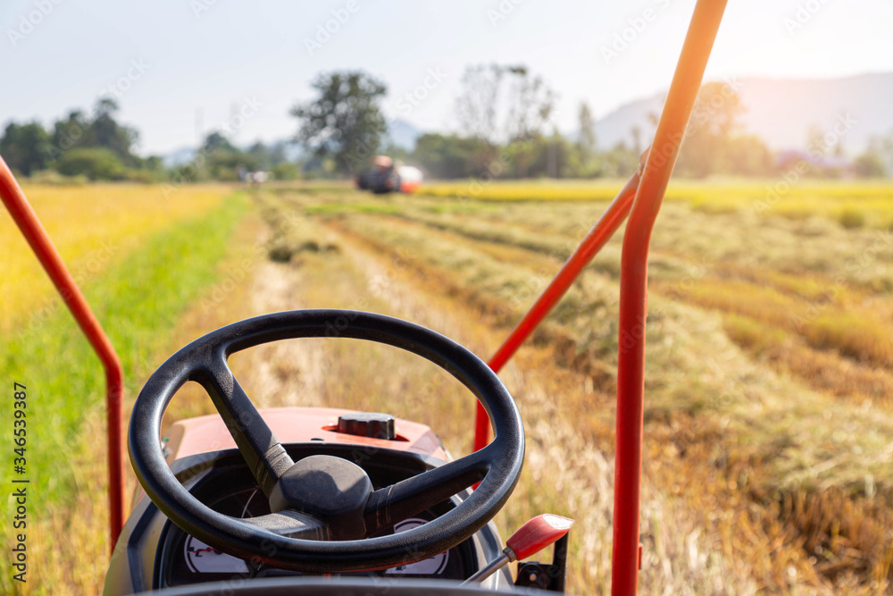 View from inside of tractor with the steering wheel in rice field during the harvest. Organic farming, agriculture and food production concept.