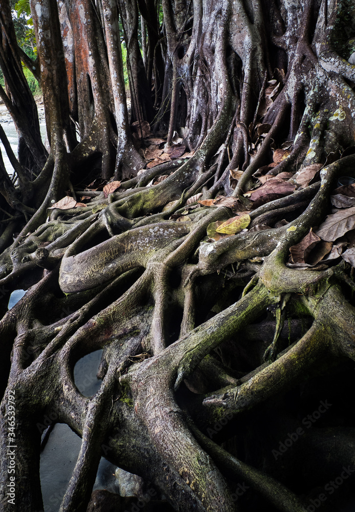 Raices enormes de arboles en la playa Raices enormes de arboles en la playa