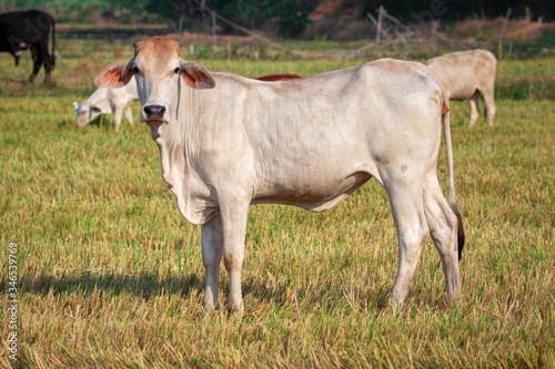 Image of white cow on nature background. Animal farm.
