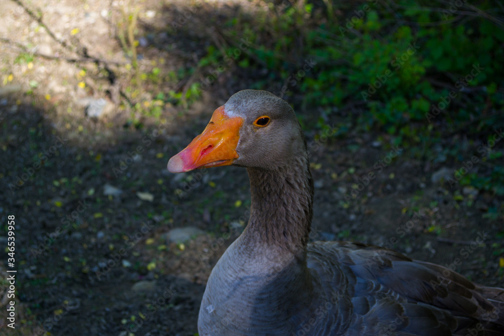 Big beautiful goose and little goslings on the farm. Big beautiful goose and little goslings on the farm.