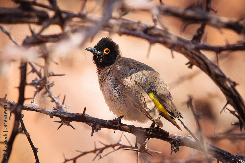 African red-eyed bulbul or black-fronted bulbul (Pycnonotus nigricans) - Twyfelfontein, Namibia, Africa African red-eyed bulbul or black-fronted bulbul (Pycnonotus nigricans) - Twyfelfontein, Namibia, Africa