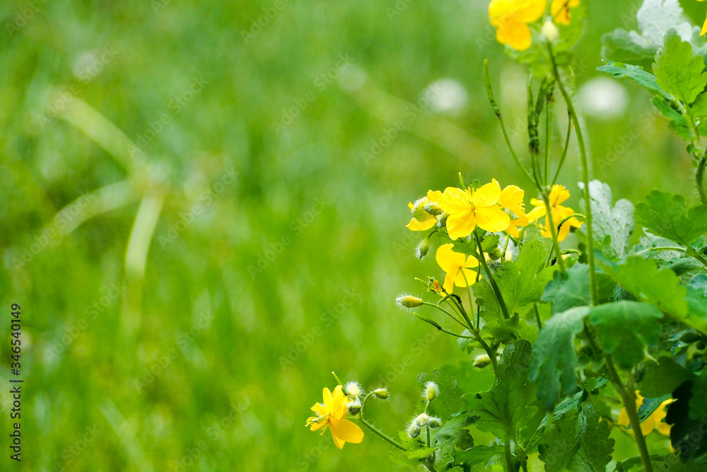 Small yellow celandine flowers on a green background of foliage. In the woods in the morning Small yellow celandine flowers on a green background of foliage. In the woods in the morning