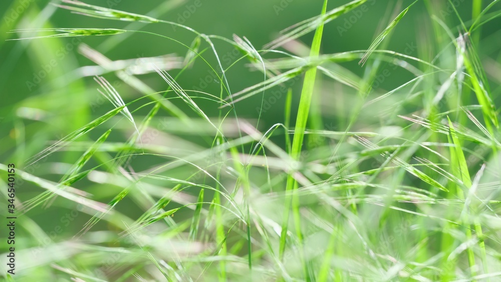 Abstract soft background of young grass close-up. Soft focus. Green composition. Abstract soft background of young grass close-up. Soft focus. Green composition.
