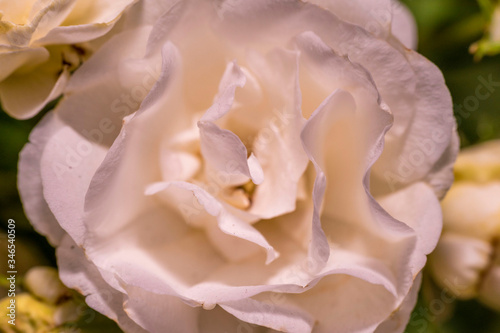 A macro shot of white rose with pink edges