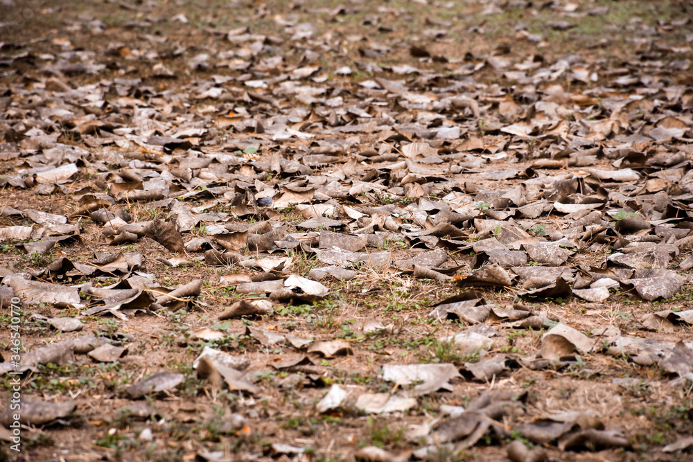 Dry leaves in autumn season drop on the ground. Dry leaves in autumn season drop on the ground.