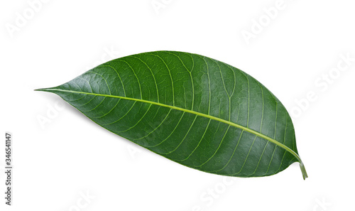 Leaves plum mango isolate on white background.