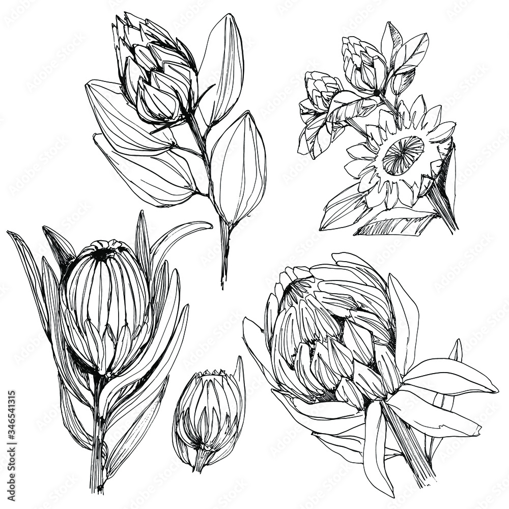 Set with a protea flower. manual graphics. Coloring book for children and adults, mascara, floral set of dried flowers. for textile decor and design, wallpaper, relaxation, meditation. stock graphics. Set with a protea flower. manual graphics. Coloring book for children and adults, mascara, floral set of dried flowers. for textile decor and design, wallpaper, relaxation, meditation. stock graphics.