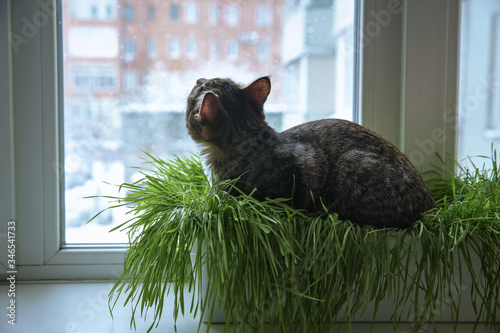  The cat sits on a windowsill in a pot of wheat and looks at the street where it snows.