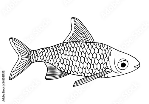 Outline vector fish. Hand drawn common carp illustration isolated on white background. Contour drawing for shop, menu, decoration, coloring, banner.