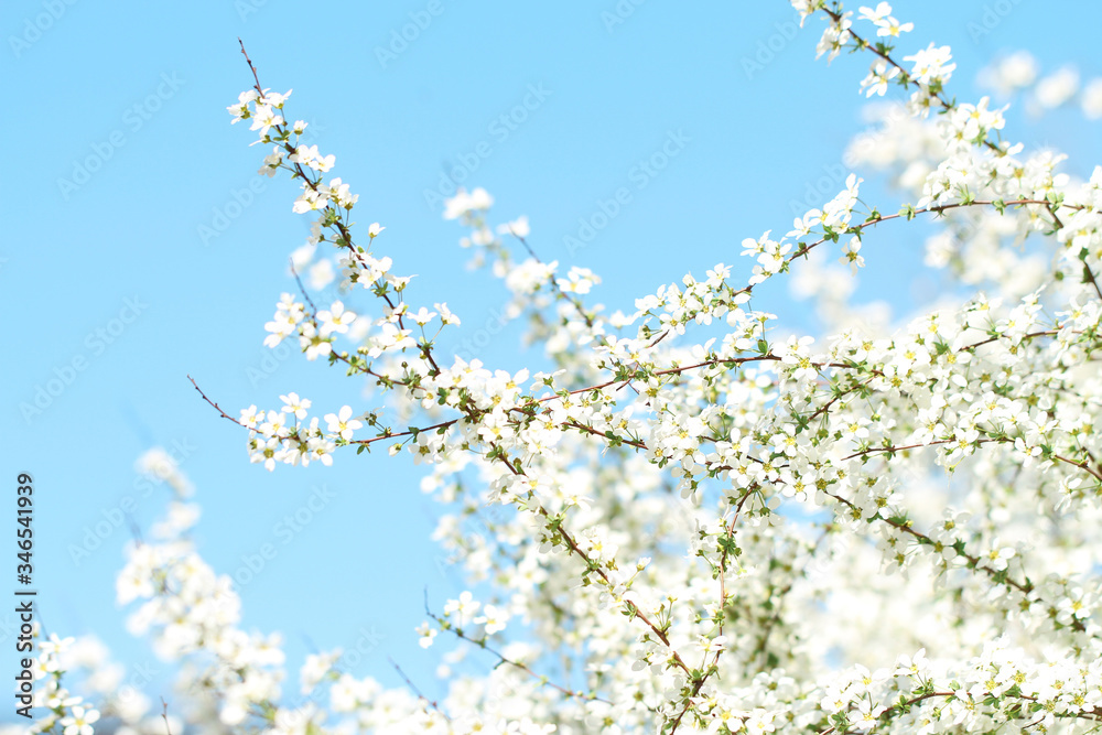 small white flowers on blue sky background