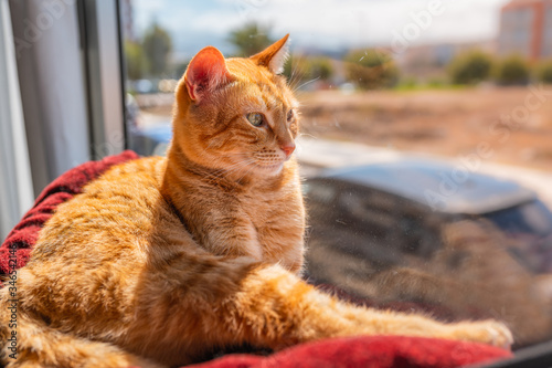 Vista de perfil. gato atigrado de color marron sentado en una hamaca junto a la ventana, mira al exterior