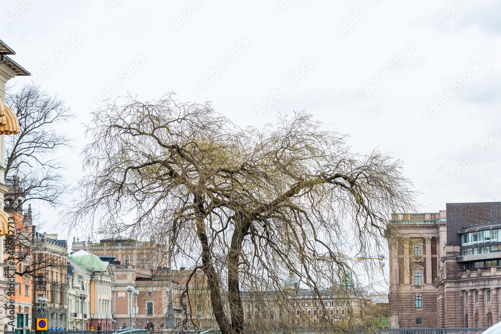 A willow  tree in the spring growing in the downtown of Stockholm, Sweden.