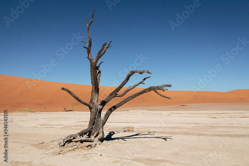 Dead Vlei in Sossusvlei National Park - Namib-Naukluft National Park, Namibia, Africa