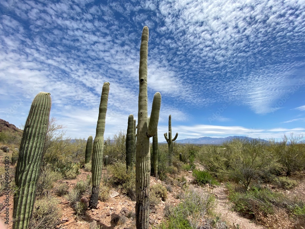 saguaro cactus in arizona saguaro cactus in arizona