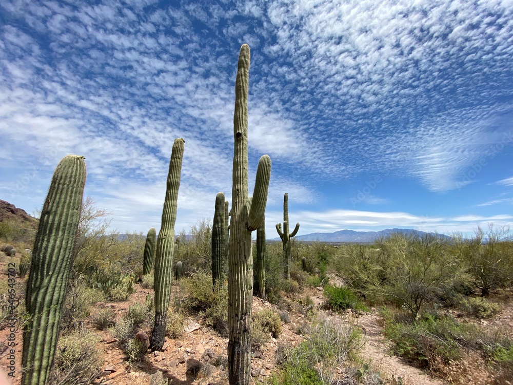 saguaro cactus in arizona