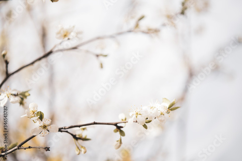 flowering plum branches in soft focus